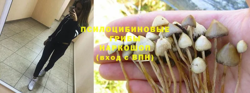 Галлюциногенные грибы MAGIC MUSHROOMS  Советская Гавань 